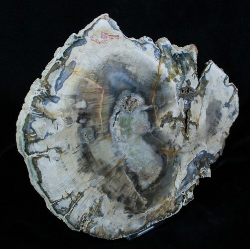 / Inch Araucaria Petrified Wood Slab #3942